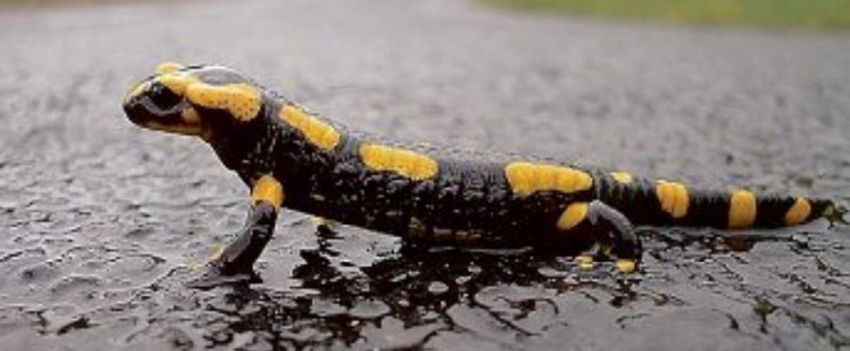 La Salamandre tachetée, habitant fascinant et discret des forêts –